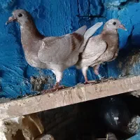 کبوتر کفتر پرنده جوجه پلاکی سخریچ