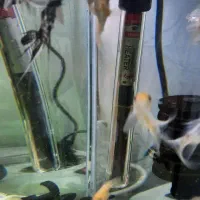 اکواریوم سالم باماهی|ماهی|سرخه حصار, |دیوار