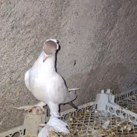 کبوتر کفتر رنگی|پرنده|عسلویه, |دیوار