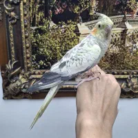 عروس هلندی رام سالم و سرحال