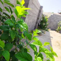 فروش زمین|فروش زمین و ملک کلنگی|جم, |دیوار