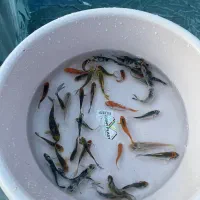 ماهی قرمز گلدفیش کوی|ماهی|ارطه, |دیوار