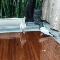 سه کبوتر خوشگل برای عشق بازان عزیز