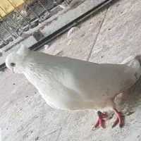 کبوتر سفید کاکل کشیده نوک جم|پرنده|قائمشهر, |دیوار