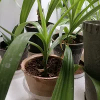 گل ذرتی کوچیک|گل و گیاه طبیعی|شیراز, جانبازان|دیوار