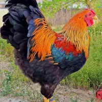 مرغ زینتی نژاد اورنج پنسلید