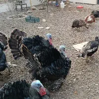 بوقلمون نر و ماده|حیوانات مزرعه|ساوه, |دیوار