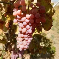 نهالستان عرضه انواع نهال های با کیفیت|خدمات باغبانی و درختکاری|بوکان, |دیوار