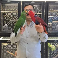 جفت اکلکتوس مولد