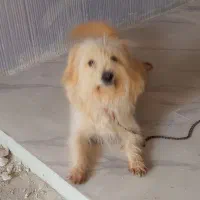 سگ پشمی بازیگوش