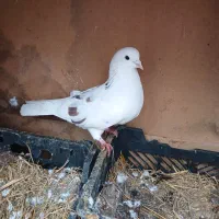 کبوتر|حیوانات|بندر انزلی, تهران|دیوار