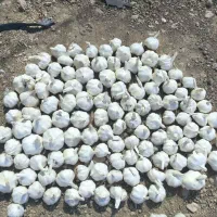 خریدوفروش سیر بصورت عمده وجزیی