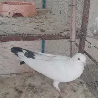 کبوتر سفید کاشونی|پرنده|سامان, |دیوار