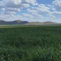 گوشی پوکو c85