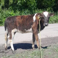 گوساله ماده پلنگ لیشه گاو