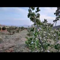 باغ چهار دیواری کامل مجهز منطقه خوش آب و هوا|فروش زمین و ملک کلنگی|نطنز, |دیوار