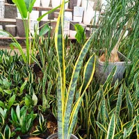 گل  مقاوم برای هر محیطی