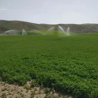 موتور آب دیزلی مارگو ده اسب بخار اصل کارلوسکار