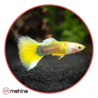 گورامی،گوپی،پلاتی|ماهی|مشهد, الهیه|دیوار