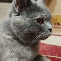 گربه ماده اسکاتیش