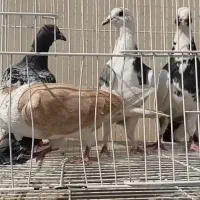 سار ابلغ پلنگ پشت قره سرور سبز زاغ پولکی سوسکی