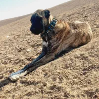 سگ ماده  گله ای