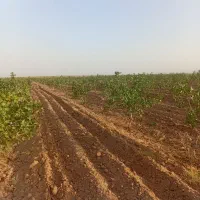 ۲۴ ساعت آب چاه موتورعمیق|فروش دفتر صنعتی، کشاورزی، تجاری|شامکان, |دیوار