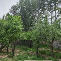 500متر-چهارباغ-سند-تک-برگ-لوکشین-طلایی