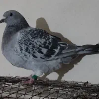 شامی دلبر ماده و سه تا جوجه هیچ بند|پرنده|برازجان, |دیوار