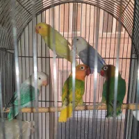 انواع طوطی سانان