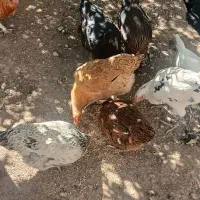 مرغ جوان توتک بومی|حیوانات مزرعه|بروجن, |دیوار