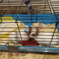 دو خرگوش زیبا|موش و خرگوش|تهران, اقدسیه|دیوار