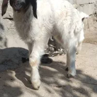 بره نر ماده سنجابی اصیل در میراباد