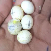 جفت مرغ عشق باتخم|پرنده|زاهدان, |دیوار