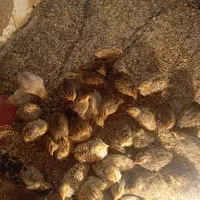 بلدرچین|حیوانات مزرعه|زابل, |دیوار