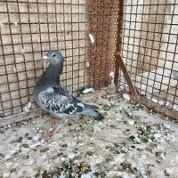 دو رگ پلاکی پرشی و ماده سینه|پرنده|مرودشت, گندم‎|دیوار