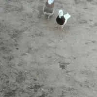 کفترطوقی‌ذات‌هفرنگ‌|پرنده|شامکان, |دیوار