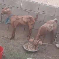 ۳ عدد بز فروش میرسد|حیوانات مزرعه|میناب, |دیوار