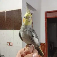عروس هلندی|پرنده|صابری, |دیوار