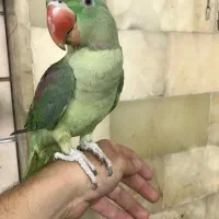 شاه طوطی رام دستی