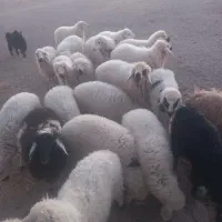 بره نر و ماده مناسب داشت و پرواری و کشتن