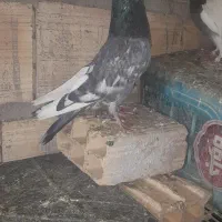 سور‌بازیکن