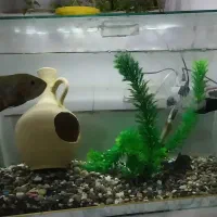 اکواریوم باتمام تشکیلات دوتاماهی یدونه لجن خوار|ماهی|کنگاور, |دیوار