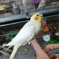 خرید و فروش عروس هلندی ،مرغ عشق فنچ|پرنده|نجفآباد, حومه نجف آباد|دیوار
