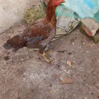 جوجه خروس لاری و مرغ لاری 800|حیوانات مزرعه|لولمان, |دیوار