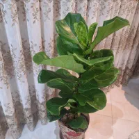 گل فیکوس لیترا