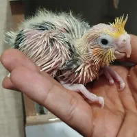 عروس هلندی سرلاکی