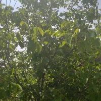 فروش باغ گردو 10کیلومتری سپیدان|فروش زمین و ملک کلنگی|کنار تخته و کمار, |دیوار