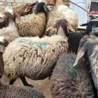 ۱۰راس میش بره