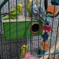 مرغ عشق فروشی